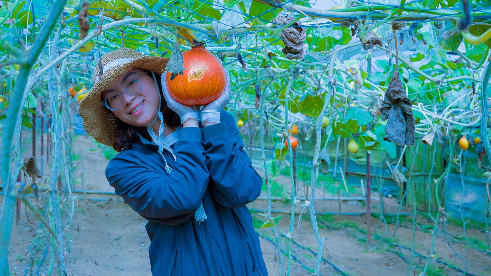 Trang trại bí giọt nước canh tác hữu cơ ở vùng khí hậu ôn đới của Đà Lạt.