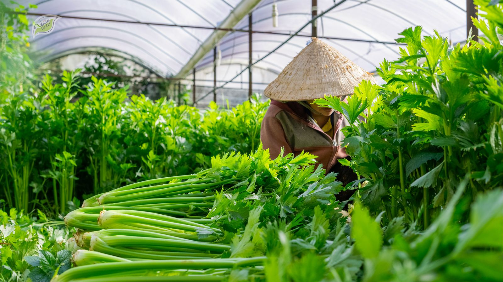 Bột cần tây mịn, xanh nhạt, đặt bên cạnh bó cần tươi và lá non Đà Lạt.