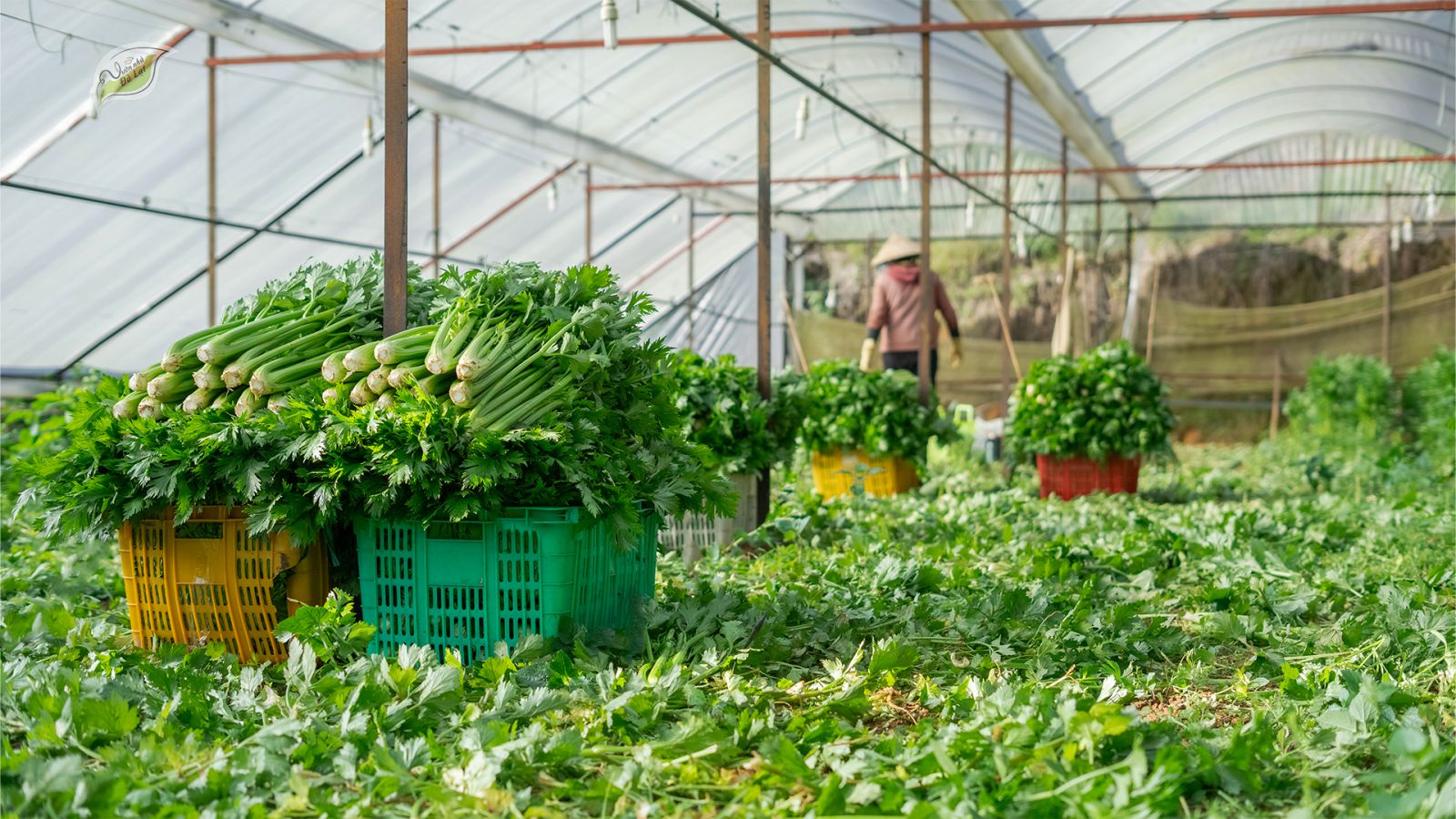 Vườn rau cần xanh mướt ở Đà Lạt với sương sớm bao phủ và nông dân đang thu hoạch.