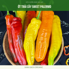 Ớt trái cây ngọt _ Ớt Sweet Palermo