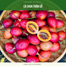 Cà chua thân gỗ