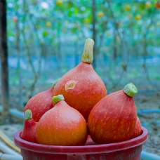 Bí Giọt Nước