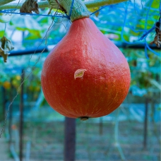 Bí Giọt Nước