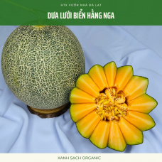 Dưa lưới biển hằng nga