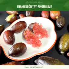 Chanh ngón tay-Finger lime