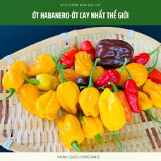 Ớt Habanero - Ớt cay và thơm nhất thế giới