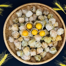 Quả Tầm Bốp (Thù Lù)