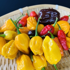 Ớt Habanero - Ớt Cay Và Thơm Nhất Thế Giới