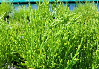 Samphire - Rau Biển Quý Hiếm, Thần Dược Cho Sức Khỏe