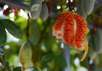Chanh Dây Và Những Giọt Nắng Giấu Mình
