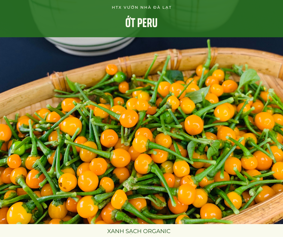 Ớt Peru