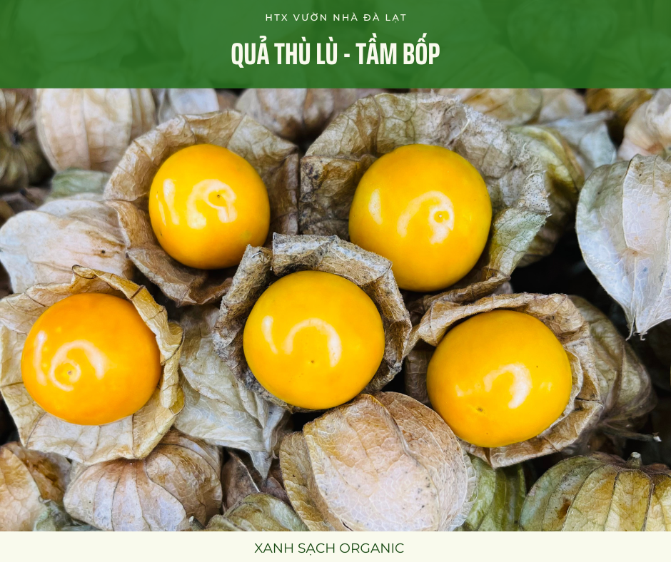 Quả Tầm Bốp (Thù Lù)