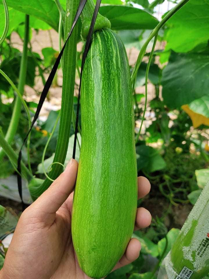 Bí Ngòi Hàn Quốc