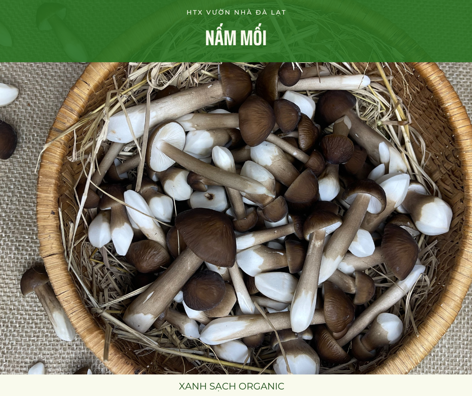 Nấm Mối Đen