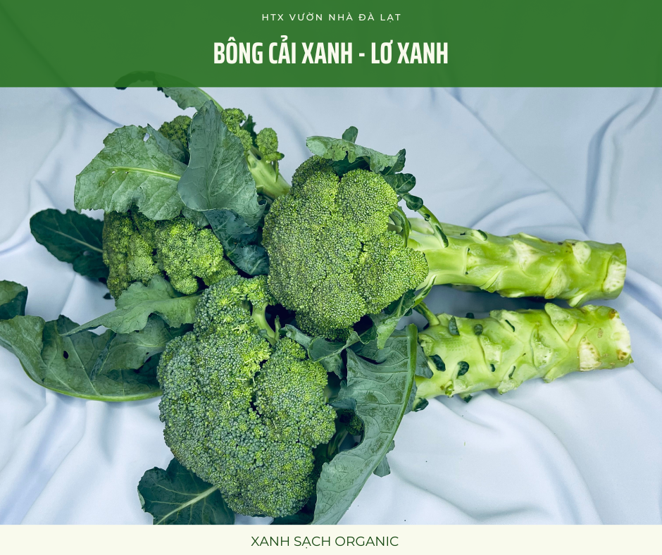 Bông Cải Xanh - Súp Lơ Xanh