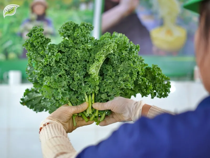 Vì sao cải xoăn (cải Kale) được mệnh danh là “vua của các loại rau”?
