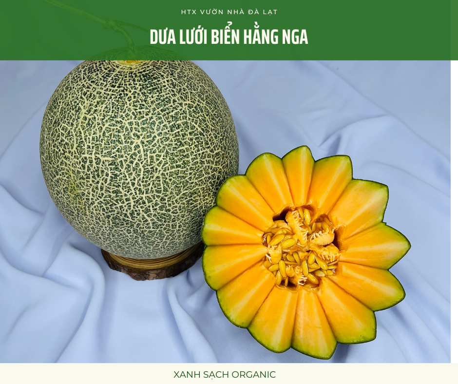 Dưa Lưới Biển Hằng Nga