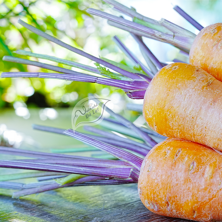 Cà Rốt Cọng Tím