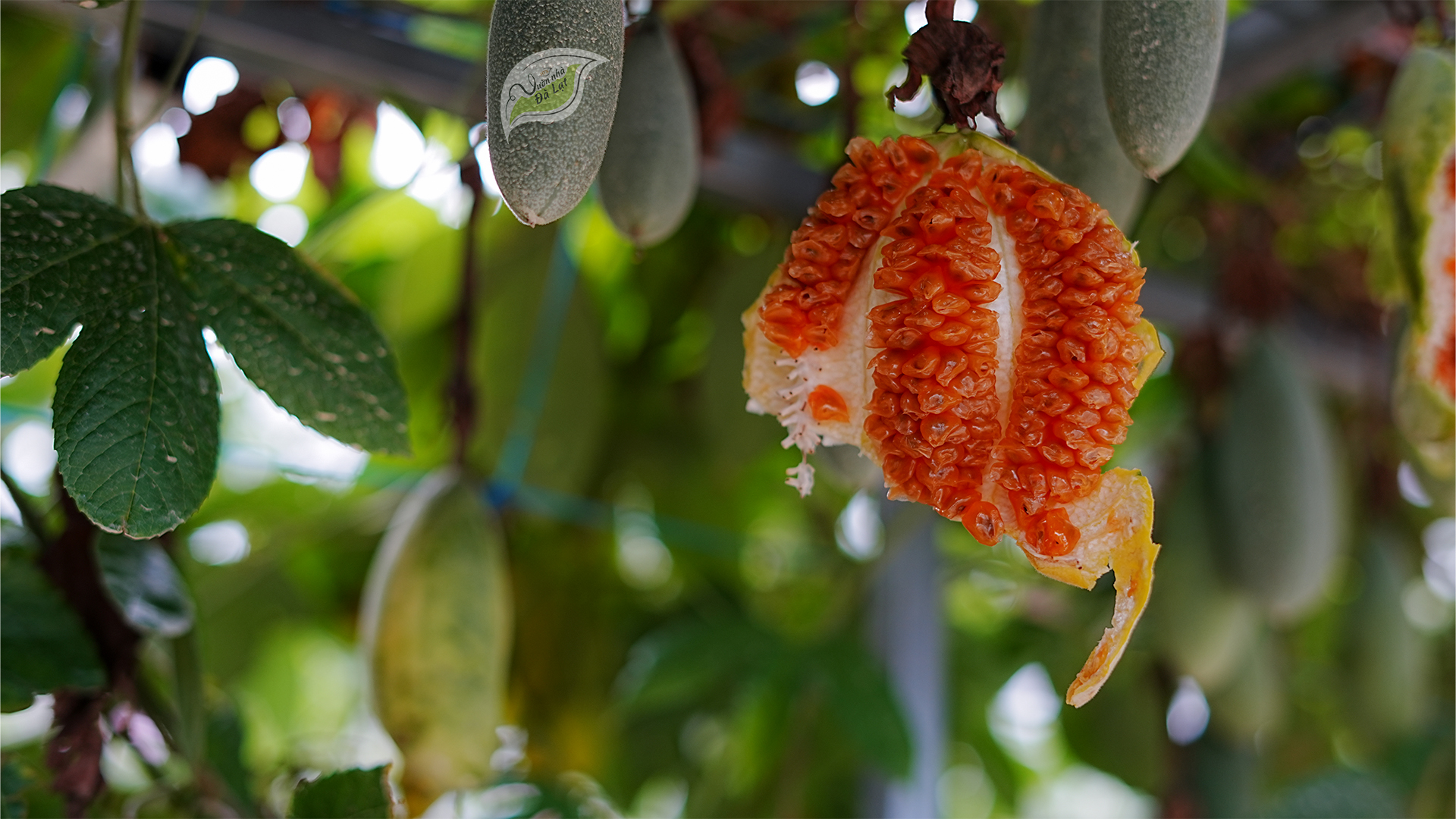 Chanh Dây Và Những Giọt Nắng Giấu Mình