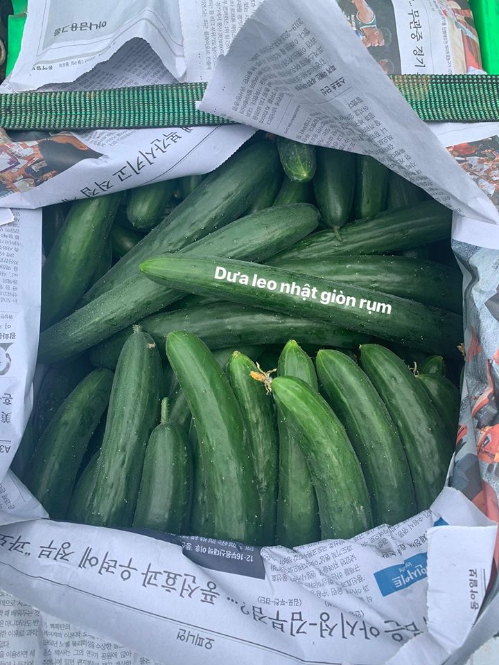 Dưa Leo Đà Lạt