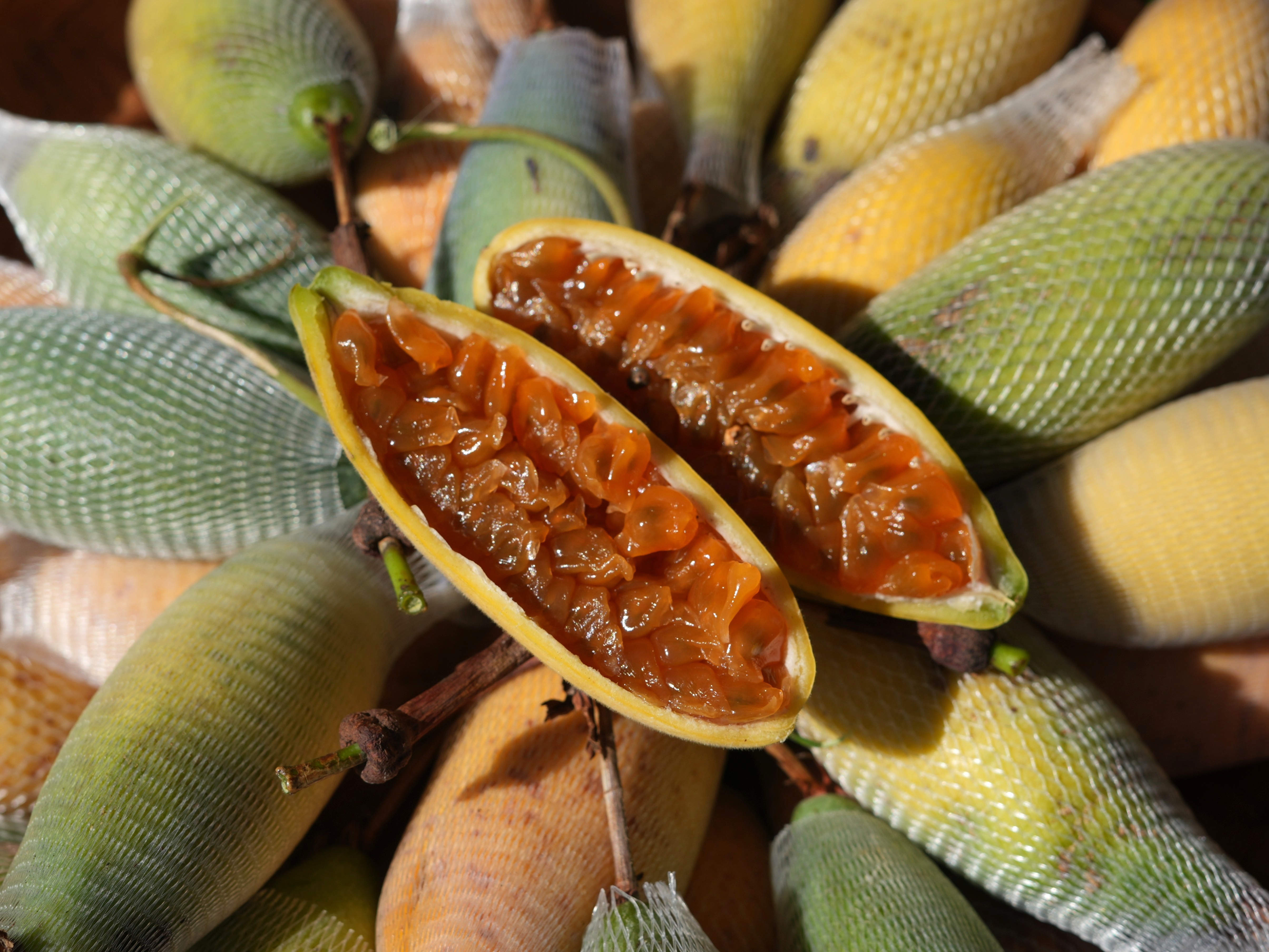 CHANH DÂY CHUỐI