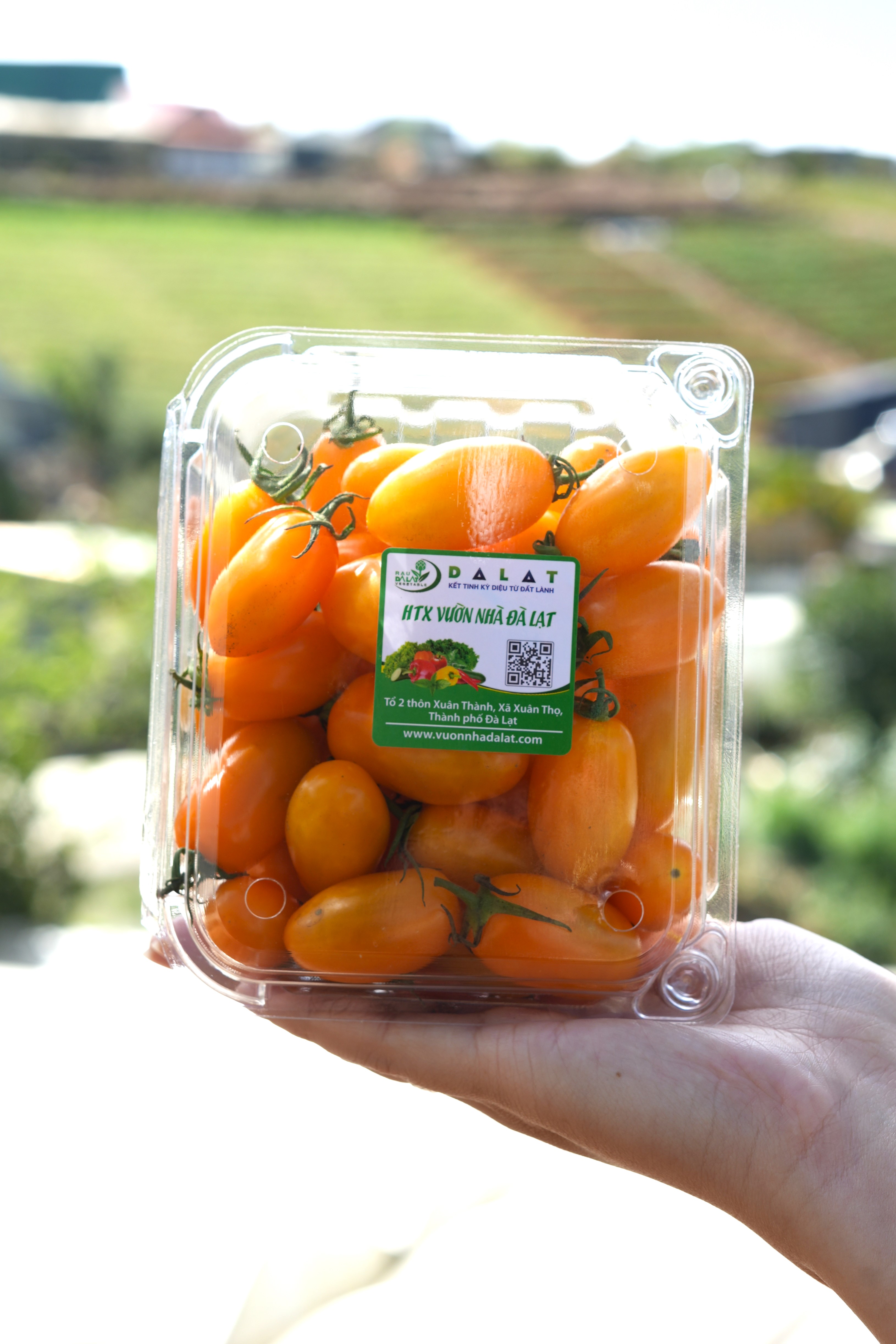Cà Chua Cherry Mix Vị