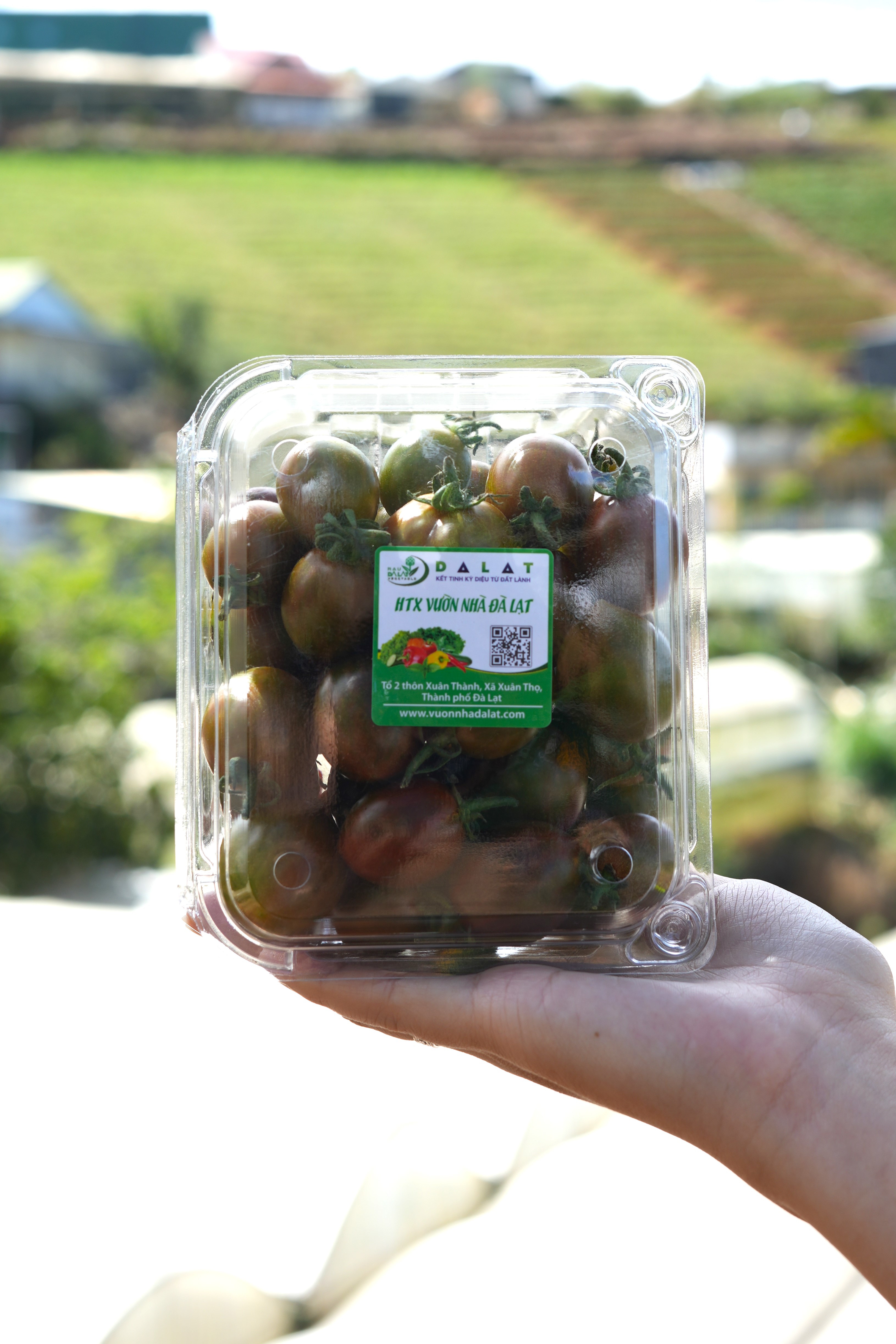 Cà Chua Cherry Mix Vị