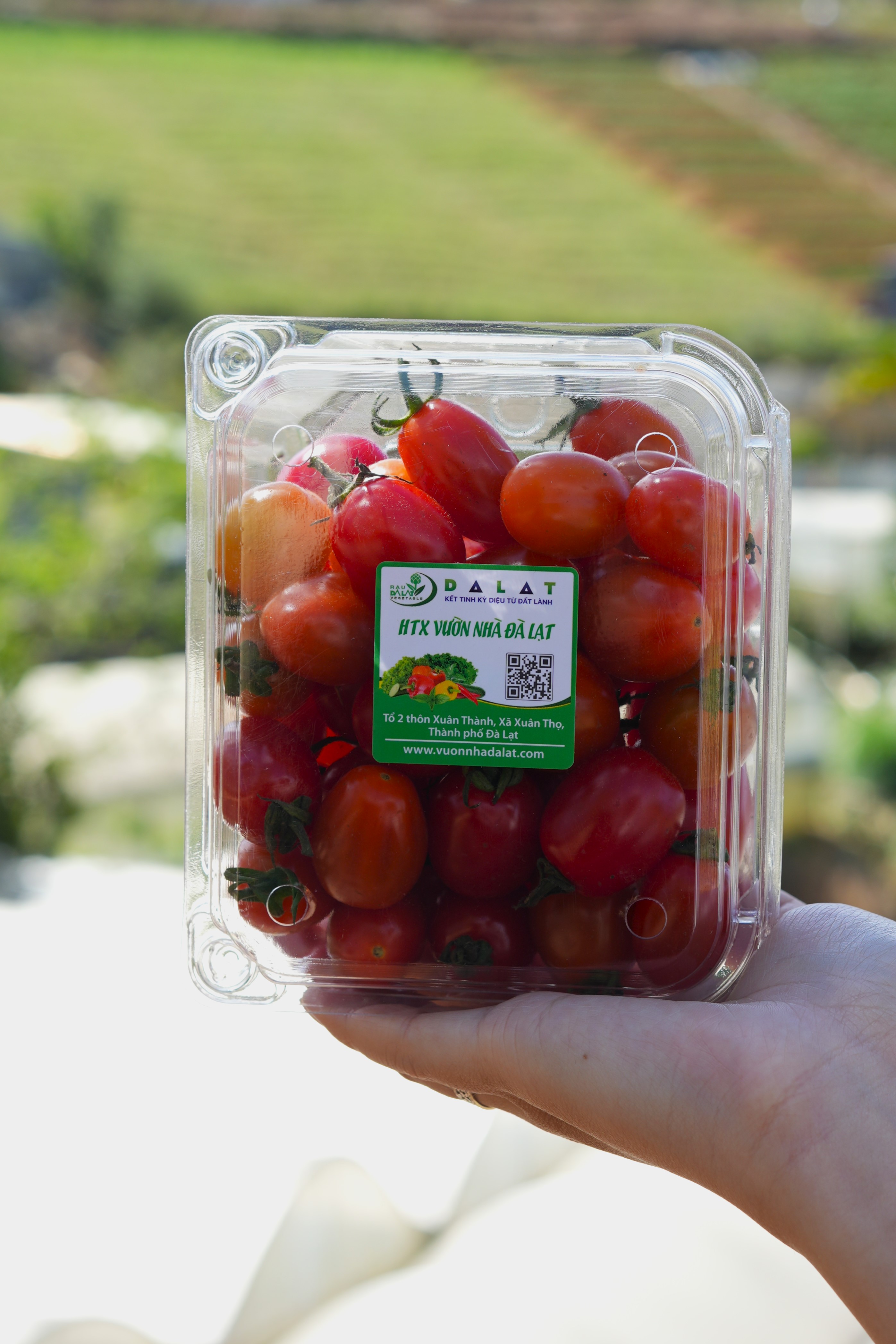 Cà Chua Cherry Mix Vị