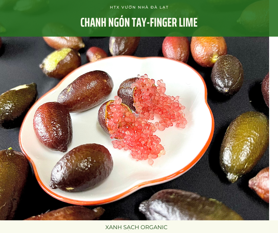 Chanh Ngón Tay - Chanh Trứng Cá Hồi