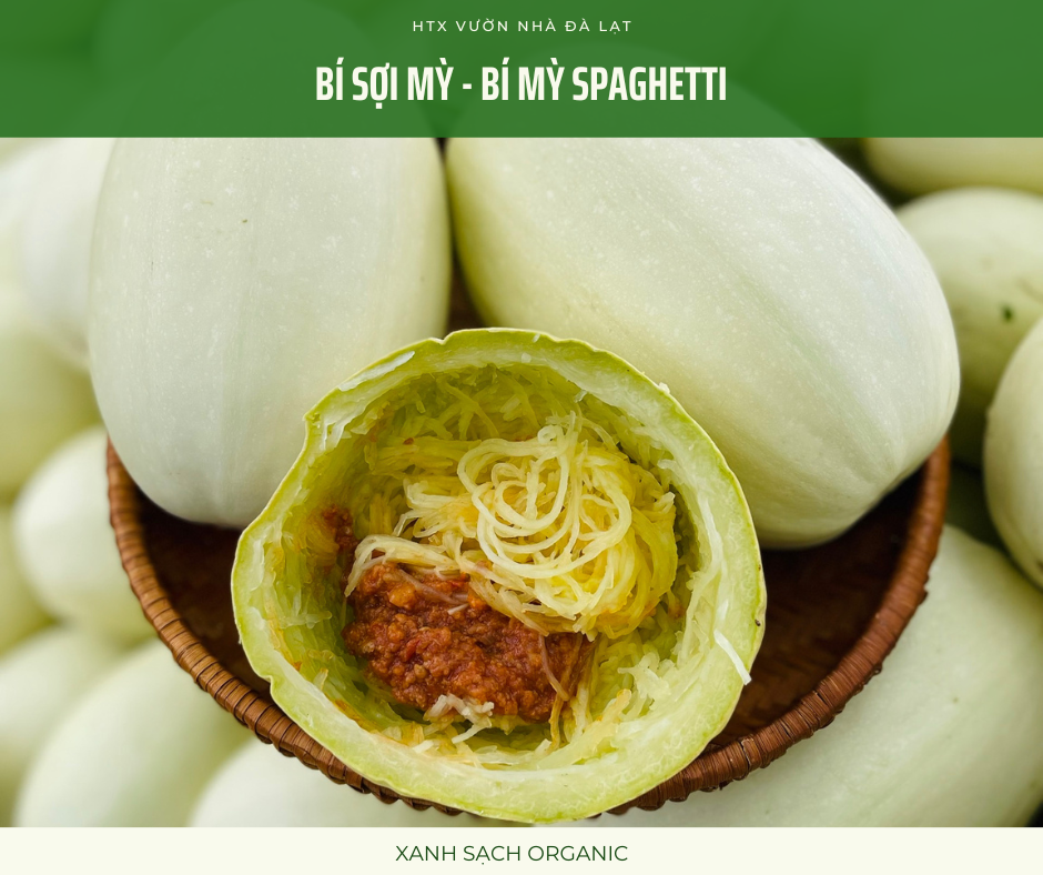 Bí Sợi Mì - Bí Mỳ Spaghetti