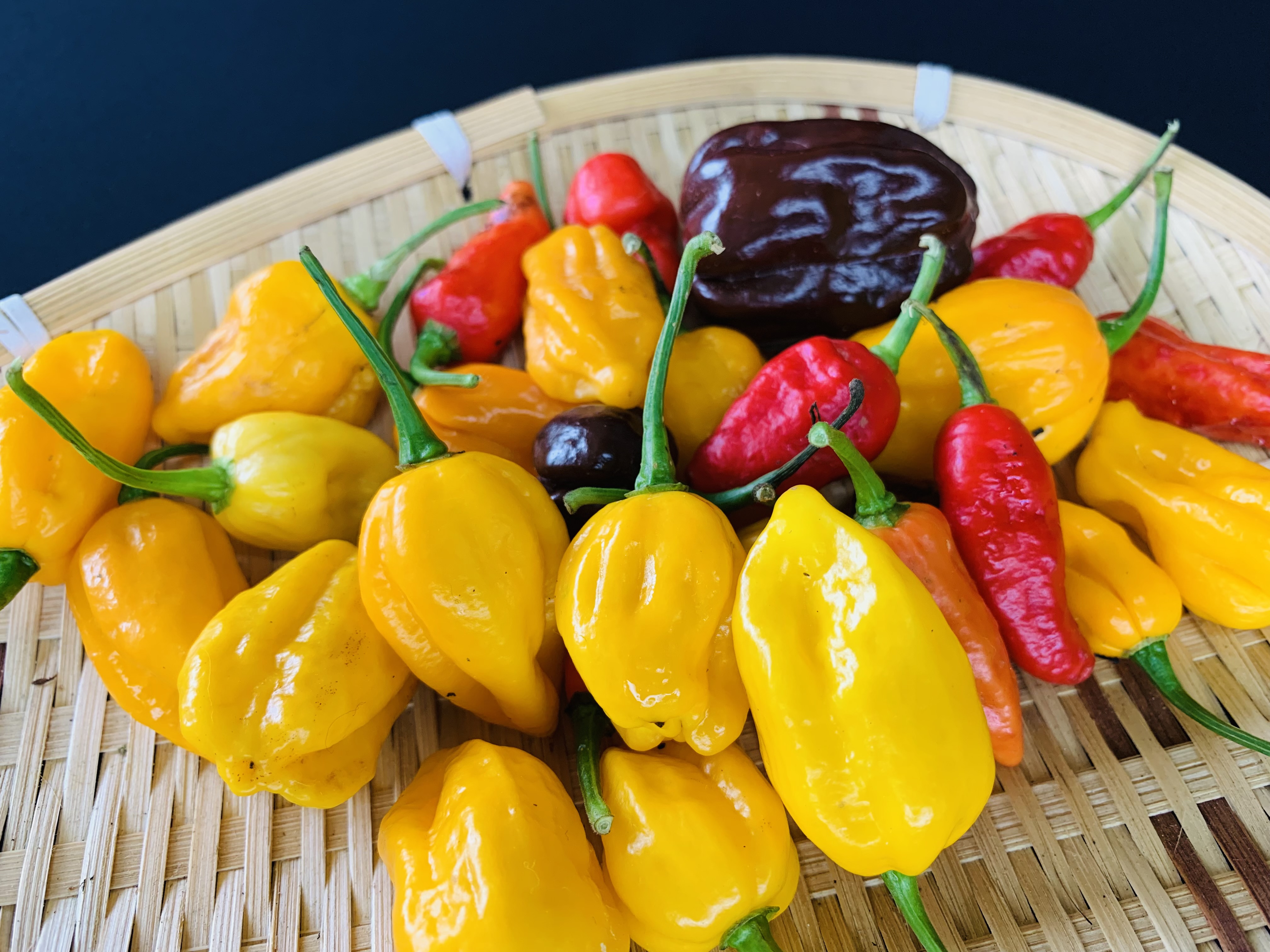 Ớt Habanero - Ớt Cay Và Thơm Nhất Thế Giới