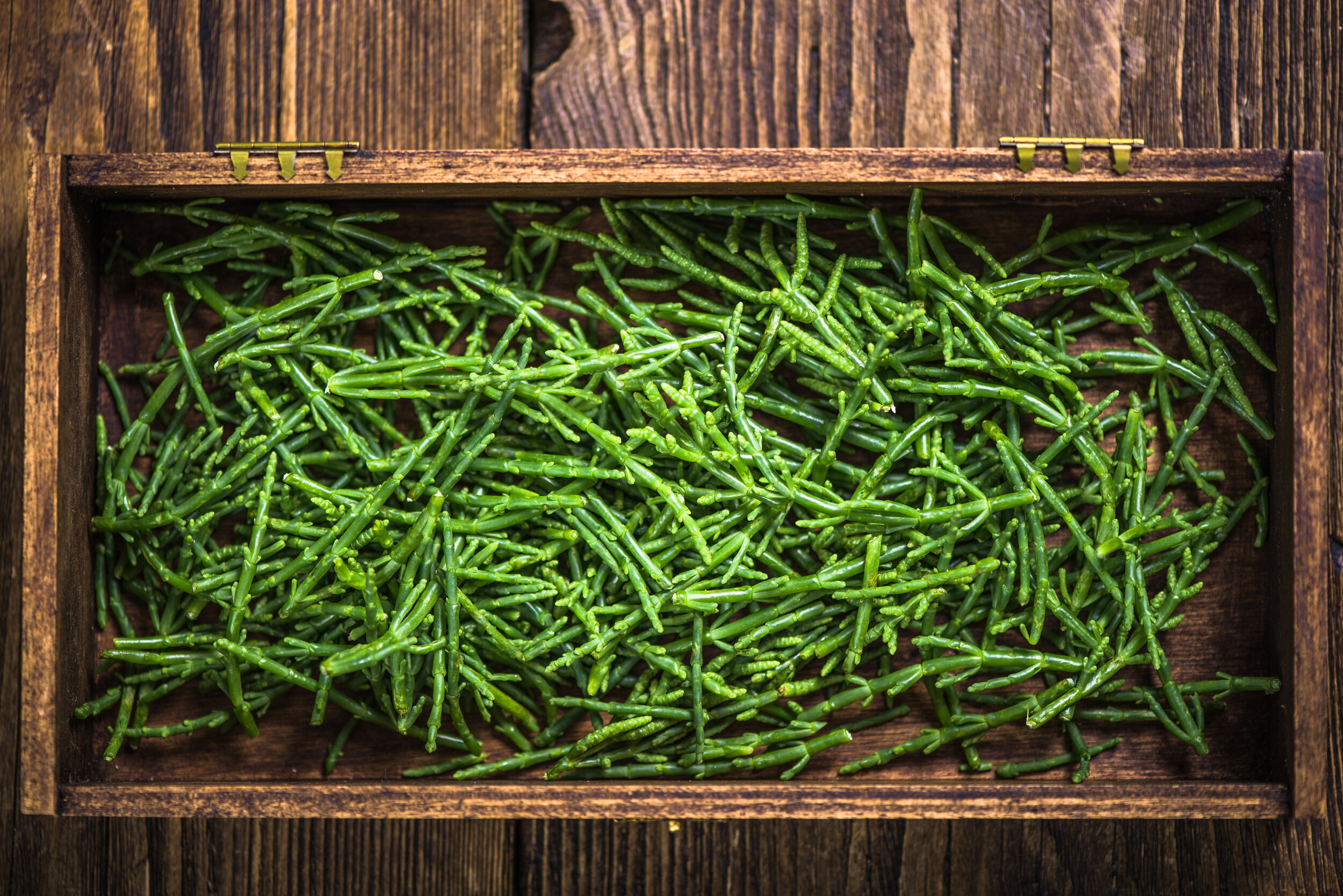Ngọc Long Biển - Samphire