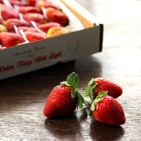 Dâu Tây Đà Lạt