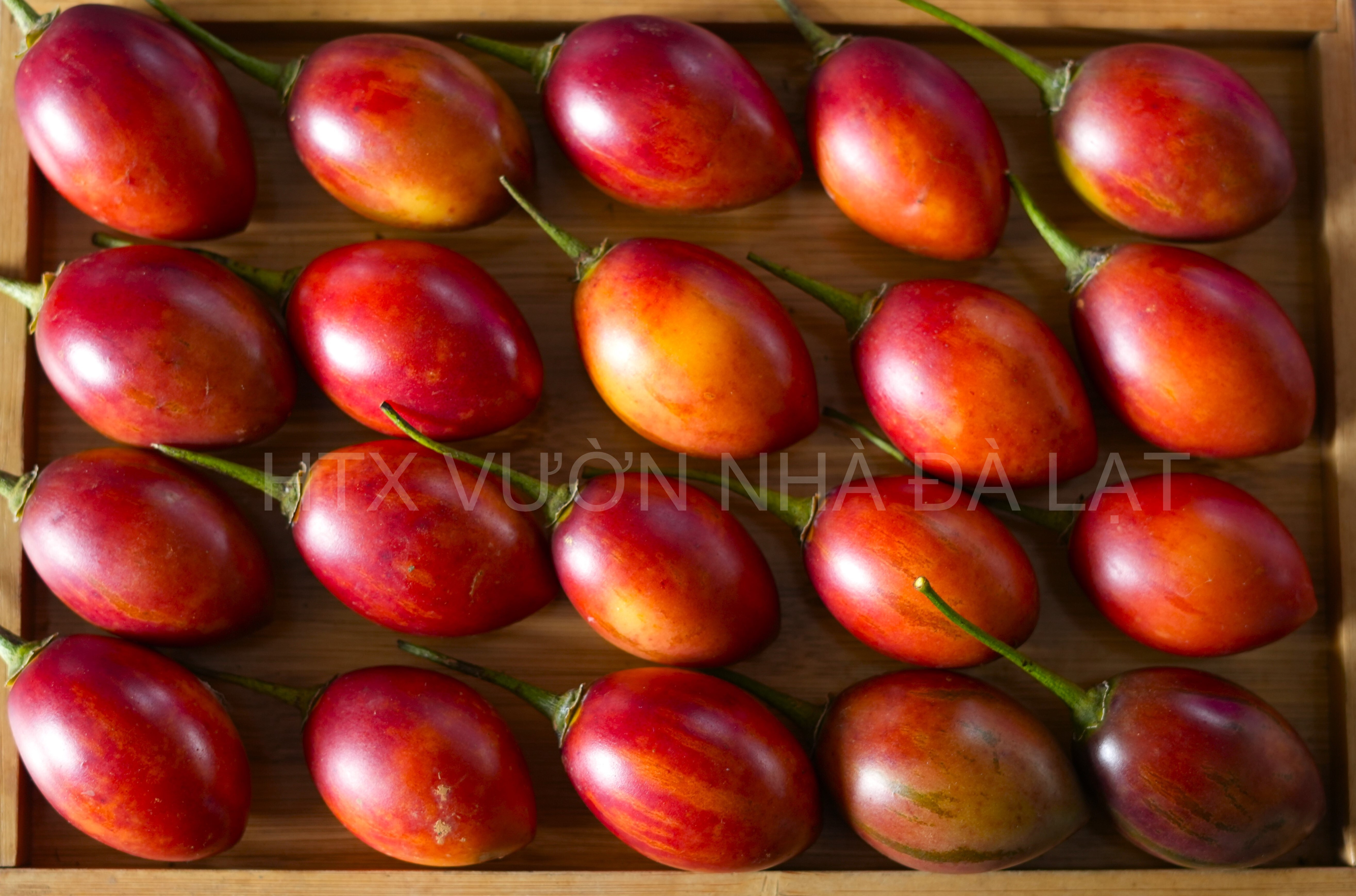 Cà Chua Thân Gỗ