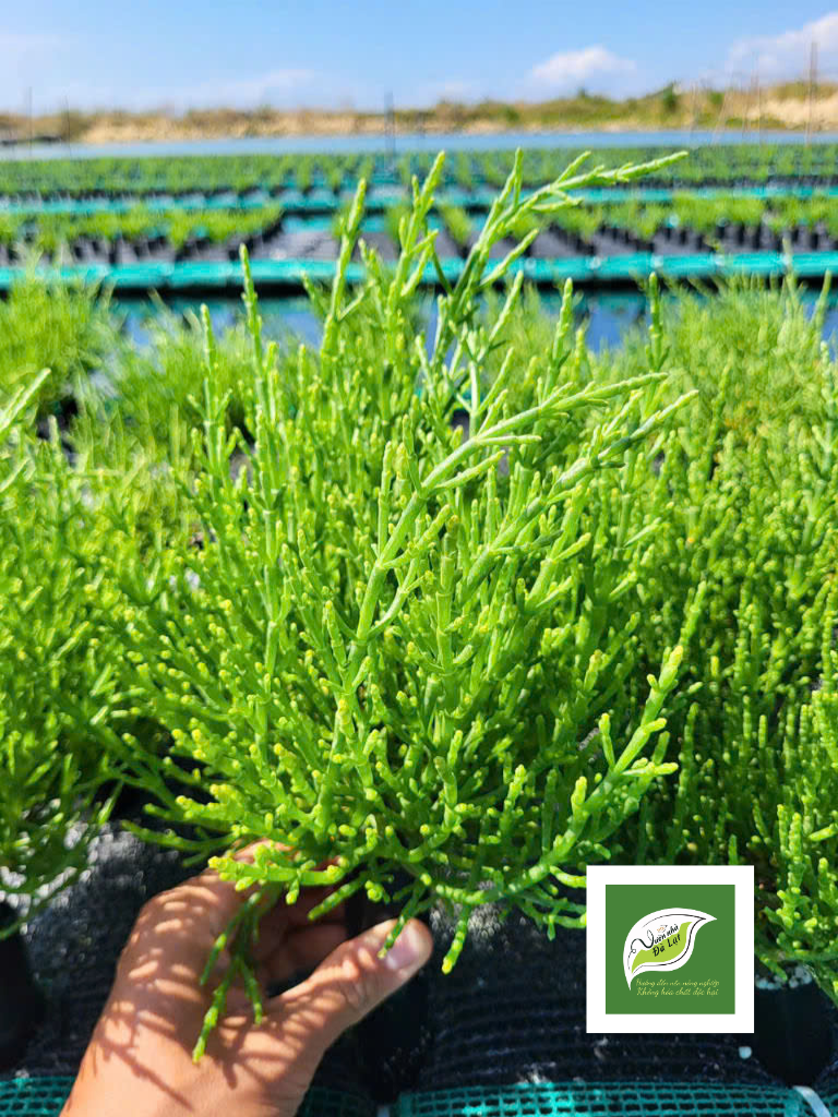 Ngọc Long Biển - Samphire