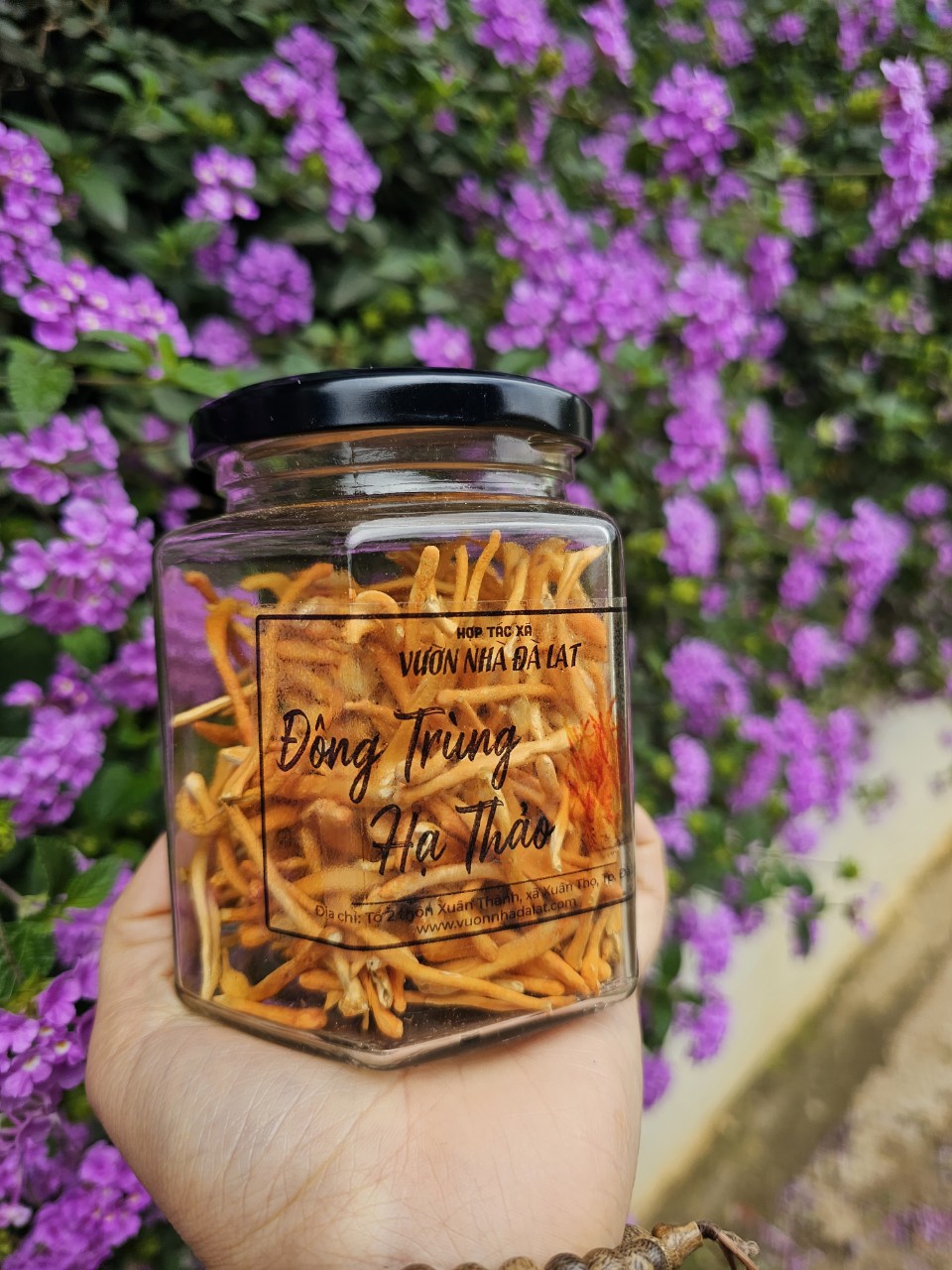 Đông Trùng Hạ Thảo Cordyceps 