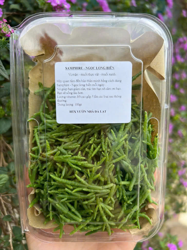 Ngọc Long Biển - Samphire