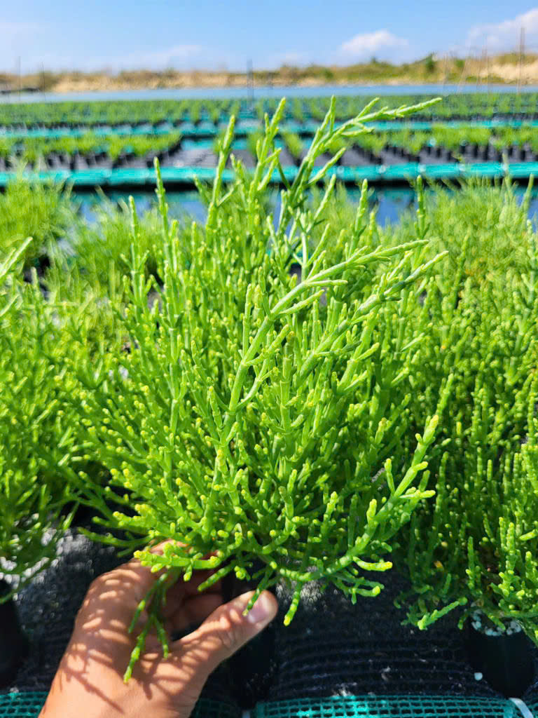 Muối Samphire - Samphire Salt (50g)