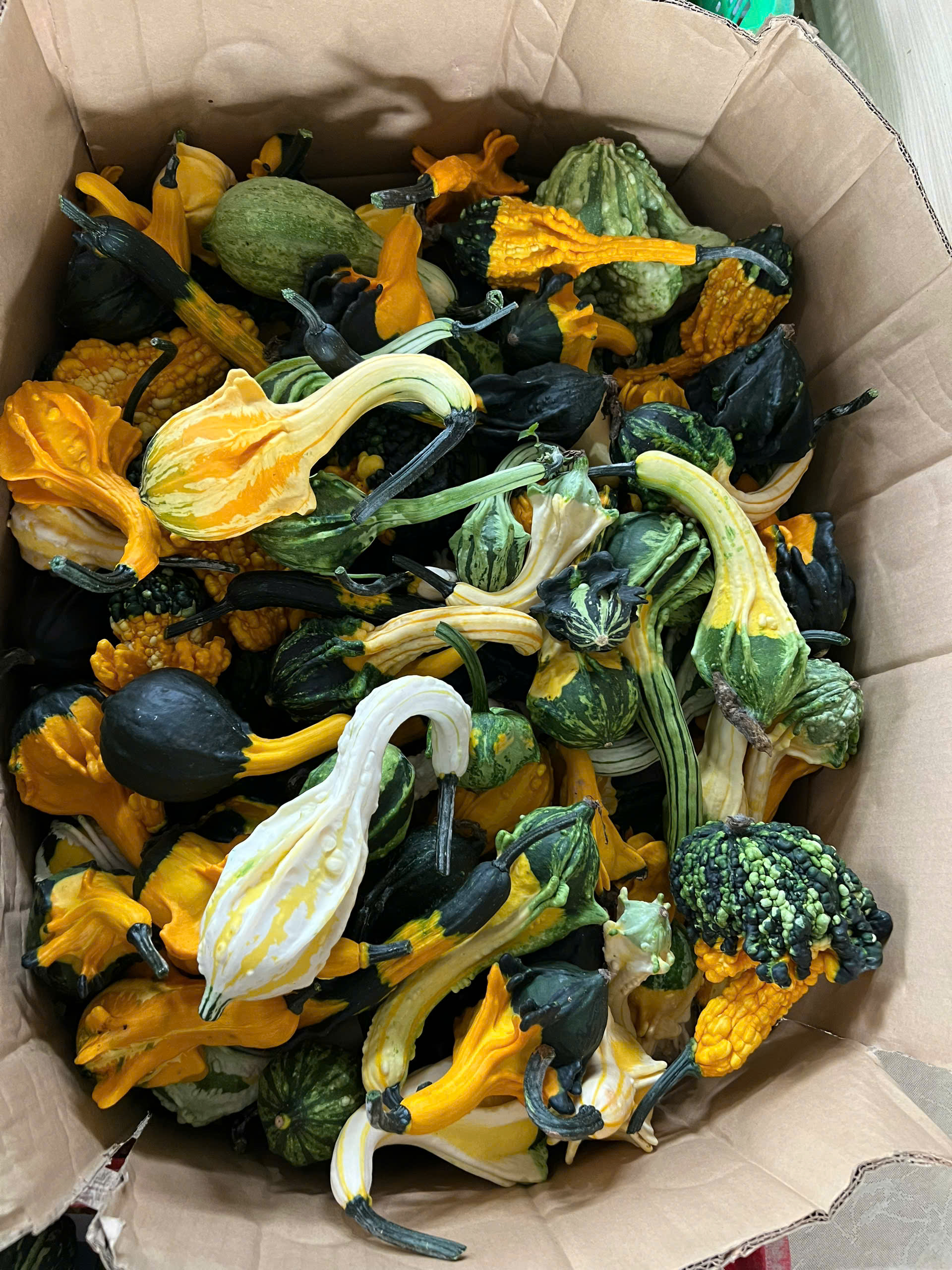Bí Thiên Nga - Bí Dị Hình